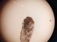Euphyllura straminea