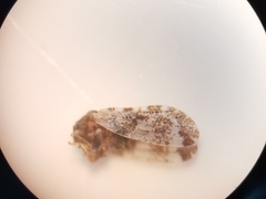 Euphyllura straminea