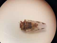 Euphyllura straminea