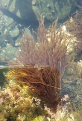 Asperococcus fistulosus