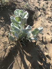 Convolvulus persicus
