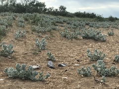 Convolvulus persicus