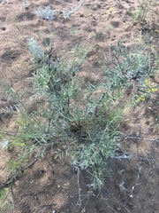 Astragalus brachylobus