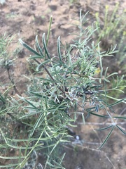 Astragalus brachylobus