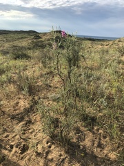 Astragalus brachylobus