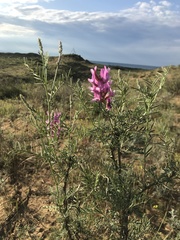Astragalus brachylobus