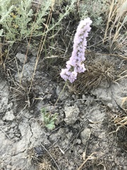 Psylliostachys spicata