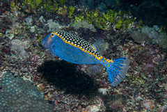 Spotted Boxfish photo 4