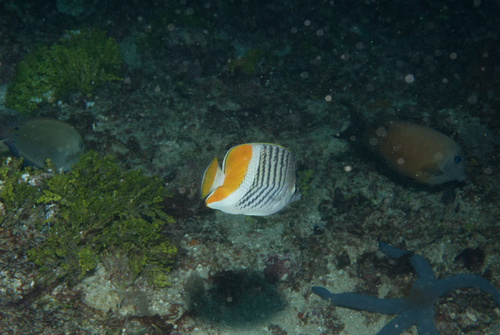Chaetodon madagaskariensis