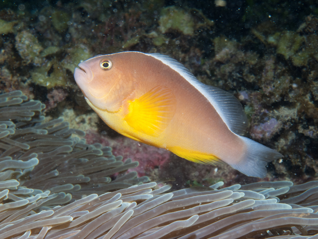 Poisson-clown skunk (Amphiprion akallopisos)