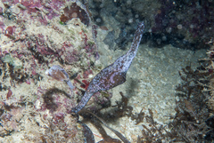 Solenostomus cyanopterus