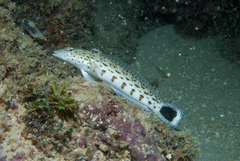 Parapercis hexophtalma