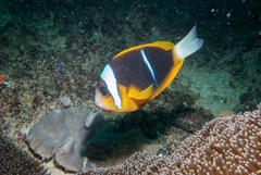 Allard's Anemonefish photo 2