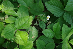 Fragaria moschata