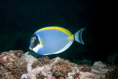 Acanthurus leucosternon