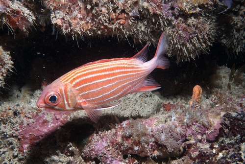 Sargocentron diadema