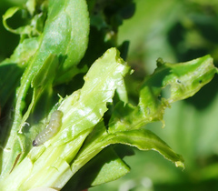 Caryocolum fischerella