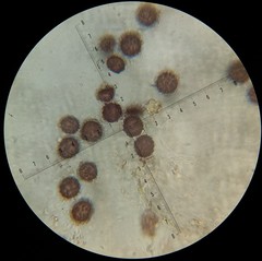Scleroderma flavidum macrosporum