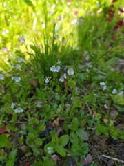 Veronica serpyllifolia