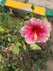 Hibiscus rosa-sinensis