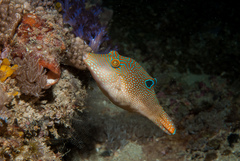 Canthigaster petersii