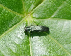 Agrilus sulcicollis