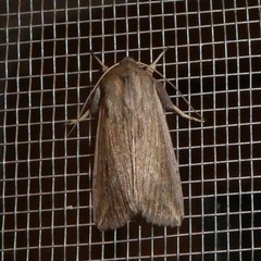 Mythimna riparia