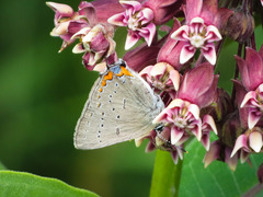 Satyrium acadica