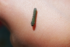 Periclista lineolata