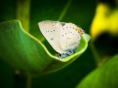 Satyrium acadica