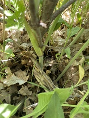 Lomatium multifidum
