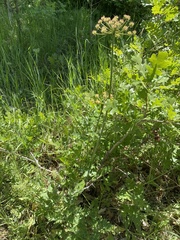 Lomatium multifidum
