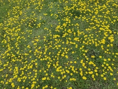 Pilosella officinarum