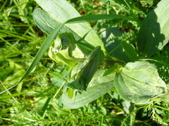 Caryocolum fischerella