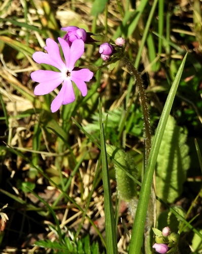 Primula sieboldii (Primula sieboldii)