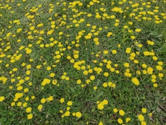 Pilosella officinarum