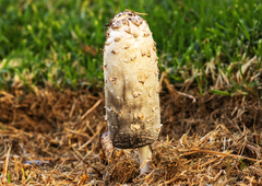 Coprinus comatus