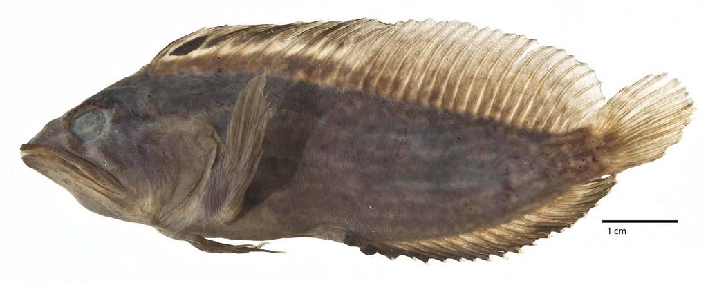 Stretchjaw Blenny
