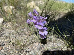 Penstemon eriantherus redactus