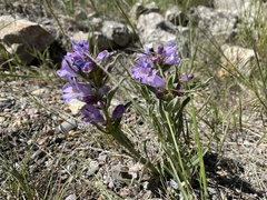 Penstemon eriantherus redactus