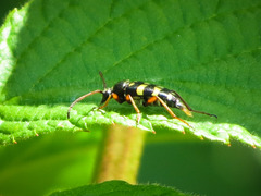 Typocerus sparsus