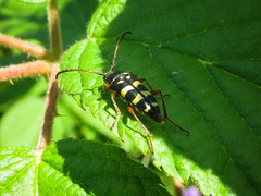 Typocerus sparsus