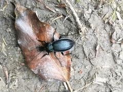 Carabus monilis