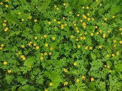 Ranunculus repens