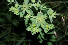 Euphorbia hirsuta