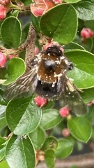 Bombus hypnorum