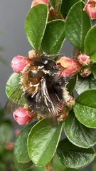 Bombus hypnorum
