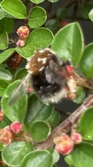 Bombus hypnorum