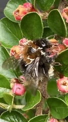 Bombus hypnorum