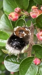 Bombus hypnorum